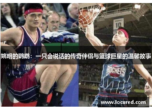 姚明的鹦鹉：一只会说话的传奇伴侣与篮球巨星的温馨故事
